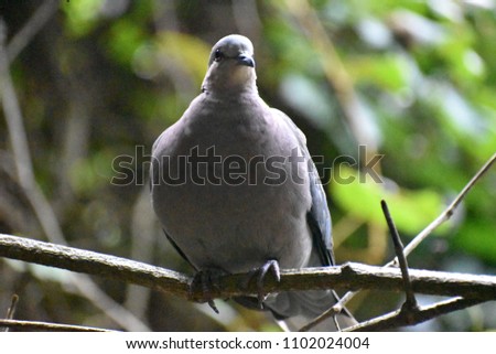 Closeup of a grey Barbary Dove sitting on a tree branch in a park in South Africa
