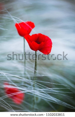Beautiful red poppy and feather grass background