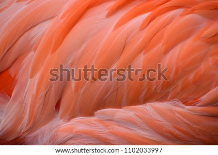 Closeup of the feathers of a pink carribean Greater Flamingo in South Africa Royalty-Free Stock Photo #1102033997