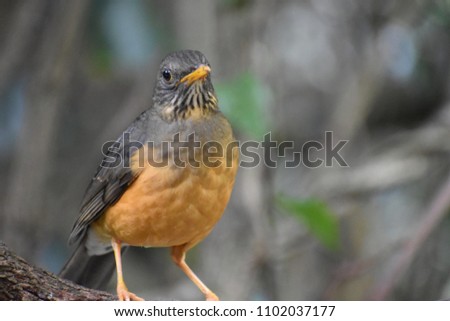 Closeup of a beautiful Olive Thrush in South Africa