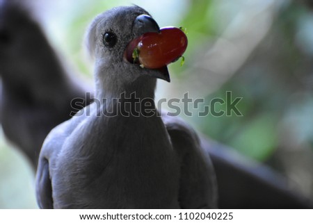 Closeup of an African Grey Lorie (Go Away Bird) eating a red tomato in South Africa