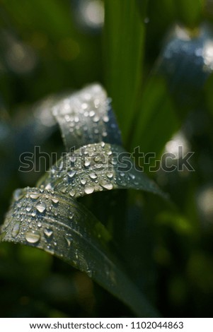 drops of dew on leaves under the rays of the sun