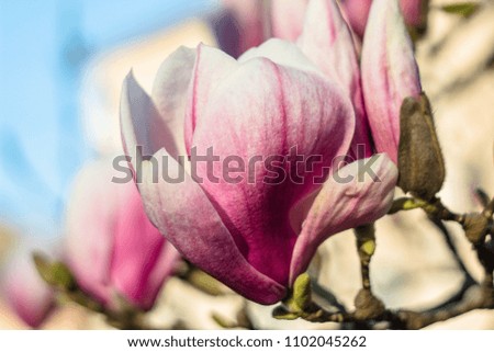 Beautiful pink magnolia tree in spring with blue sky