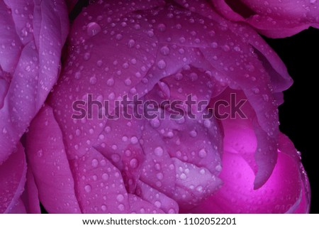 Dew, Beautiful pink flower Peony with water drops on turquoise abstract background
