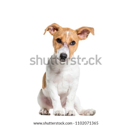 Jack Russel terrier dog sitting, isolated