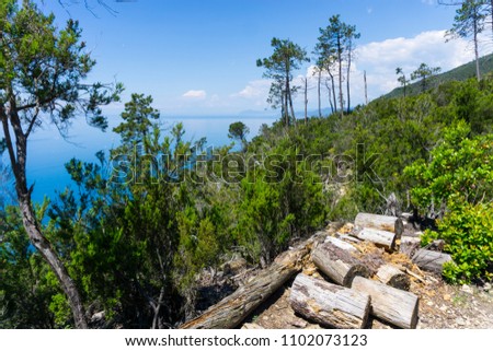 Hiking in the Cinque Terre National Park , Italy. Ligurian coast view from the top of the hill between Monterosso al Mare and Levanto. Logs lying on the floor. Natural background.  