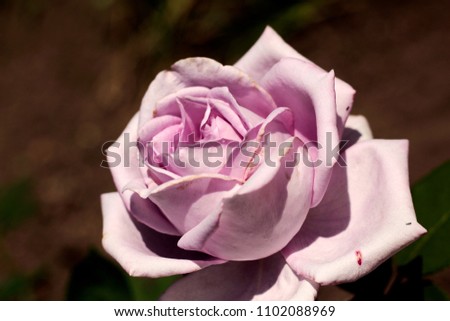 
beautiful rose, free space, warm tones, close-up