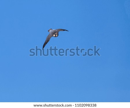 A hybrid falcon in flight (peregrine & Lanner) Perilanner