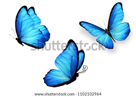 Large butterfly morpho with blue wings, close-up, from different angles, close-up, isolated on white background