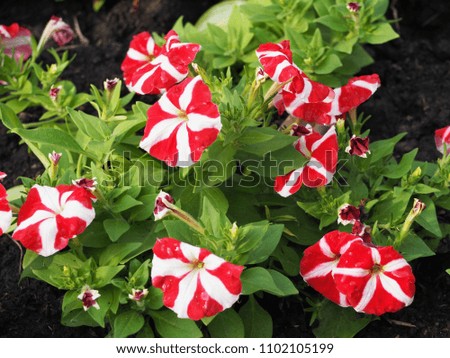 Beautiful of colorful Petunia Flowers withl blur tree background,selective focus