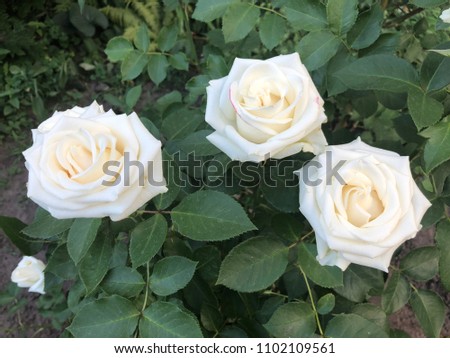 White Rose Flower Close Up