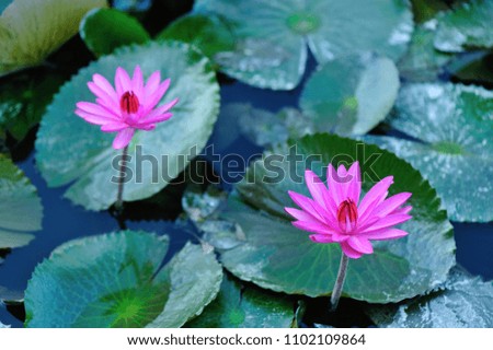 Top view of beautiful pink lotus flower with green leaves in pond