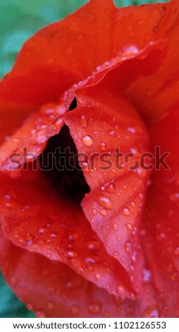 closeup rain drops on poppy 