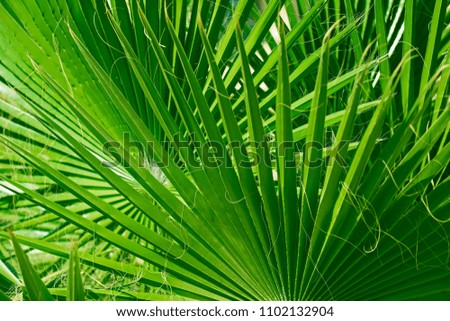 Background tropical green palm leaves