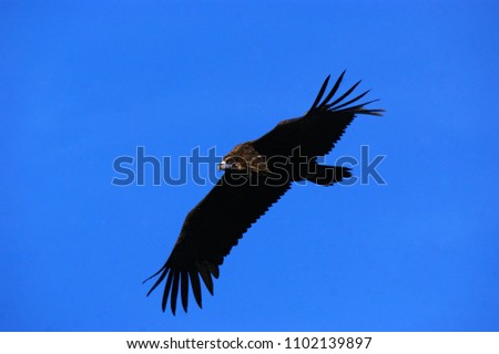 Picture of black vulture (Aegypius monachus) taken in Spain.