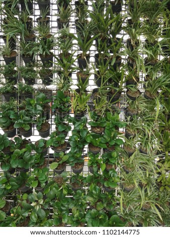 The pattern of vertical gardening with the pot of beautiful leaves plant, the design of landscaping in restricted areas ,vertical gardening 