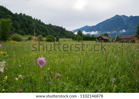 alpine meadow - Garmisch Partenkirchen, Germany 