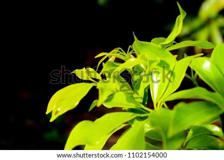 Edible-stemed Vine,green leaves have properties of medicine herb thai.
