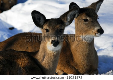 Close-up picture of two White-tailed deer