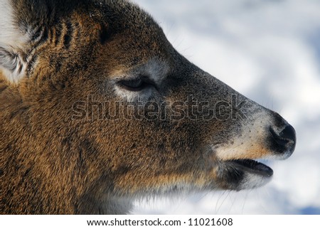 Close-up picture of a White-tailed deer
