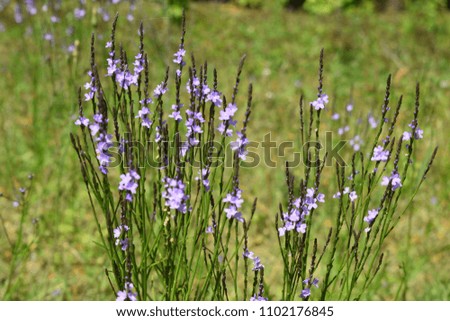 purple wild flowers in Texas backdrop