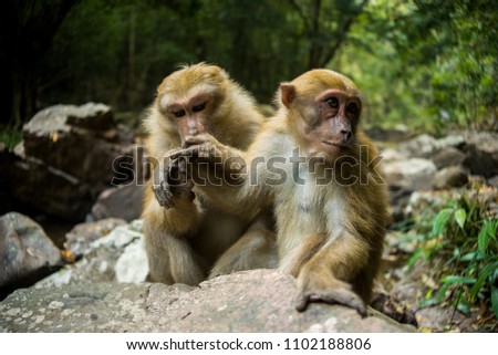 Two monkey friends in nature