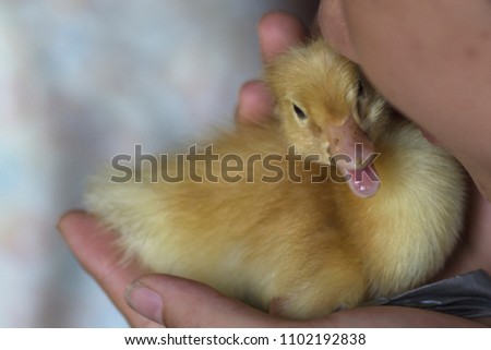 Very cute chick receiving kisses and caresses by a girl