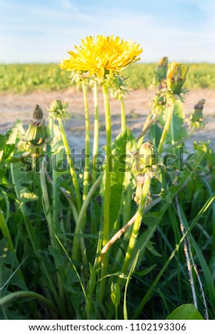 Yellow dandelions. Vivid flowers of dandelions against the background of green fields and blue sky. Vertical photo.