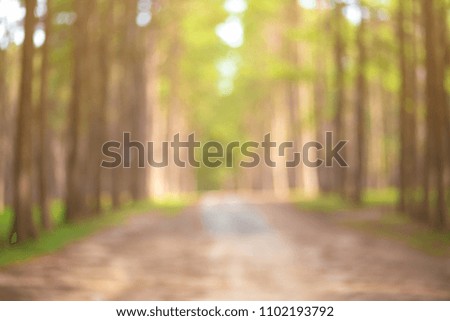 Blurred images of pine forests in bright sunlight