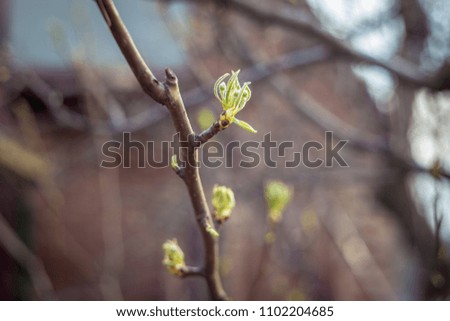 Blossoming buds of pear tree