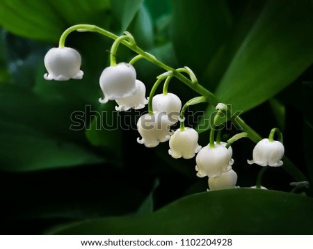 A Bouquet of White Thrush Flowers in Spring