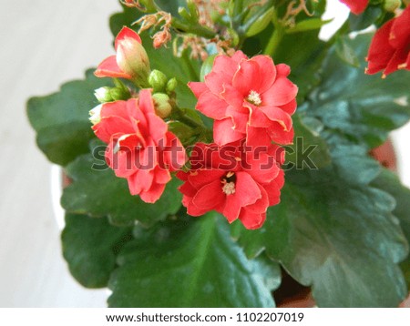 Home decorative potted plant - Kalanchoe. Blooming red flower.