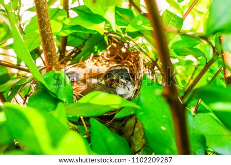 Newborn (ages 2-10 days) Bird Babies In Robin Nest - Closeup look inside of a robin's bird nest with 2 newborn baby birds sleeping peacefully, THAILAND robin wildlife stock photo.