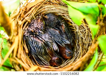 Newborn (ages 2-10 days) Bird Babies In Robin Nest - Closeup look inside of a robin's bird nest with 2 newborn baby birds sleeping peacefully, THAILAND robin wildlife stock photo.
