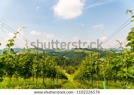 Austria Vineyards Sulztal Leibnitz area south Styria Bad Radkersburg, wine country