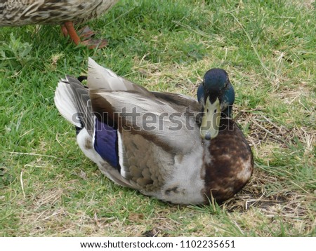 A Duck Enjoying the Grass
