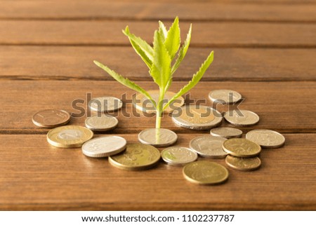 Green sprout of coins on a wooden table . The concept of saving money.