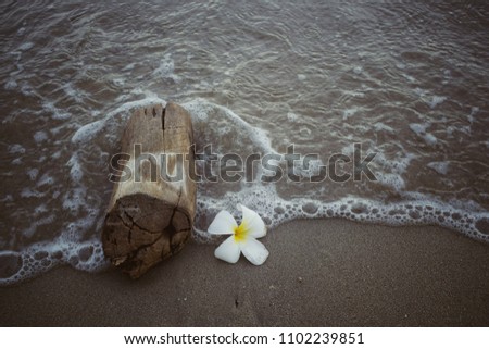 White plumage and logs are placed on the sand, soft sand background.