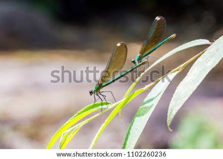 Pair of green dragonflies resting on the leaf