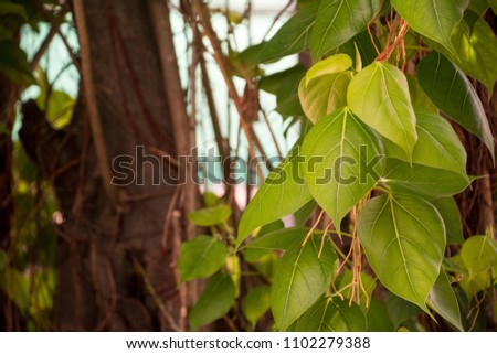 Bodhi leaves or pho leaves on natural background. Sacred Tree for Hindus and Buddhist.
