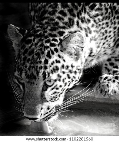 Leopard drinking at night