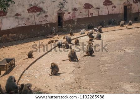 Monkeys in the zoo wildlife in Fasano apulia safari zoo Italy