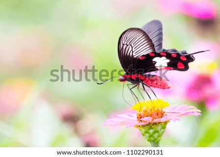 The picture of a beautiful butterfly on flower. The colors on butterfly and flower were very beautiful on a blurred background.