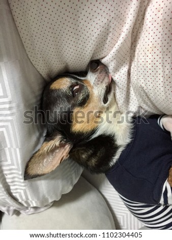 Chihuahua Black, Open eye, Tongue filing