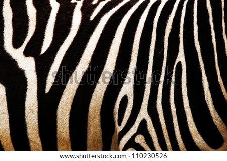zebra Royalty-Free Stock Photo #110230526