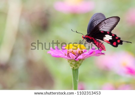 The picture of a beautiful butterfly on flower. The colors on butterfly and flower were very beautiful on a blurred background.