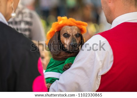 Brown short-haired dachshund with his owners in costume 