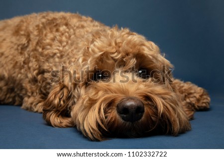 Brown Cavapoo dog on blue background 