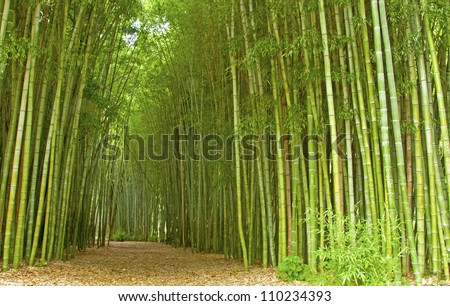 Huge sugar cane patch with walking trail. Royalty-Free Stock Photo #110234393