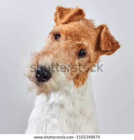 Fox Terrier Portrait Isolated Royalty-Free Stock Photo #1102348874